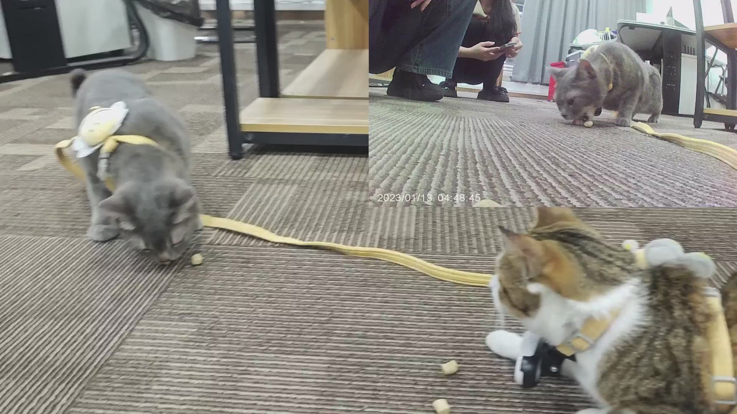 Two cats playing with a toy on a carpeted floor.